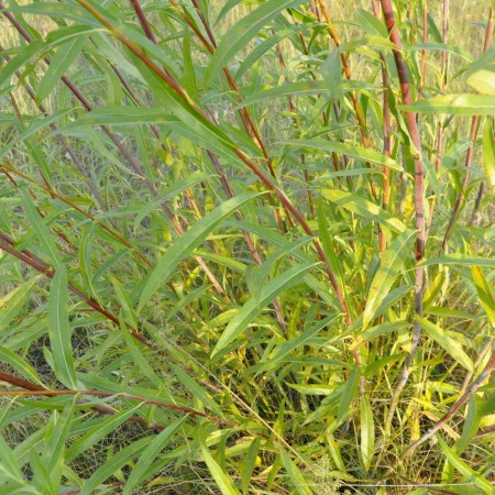 Ива остролистная / Верба / Краснотал 60-80 см