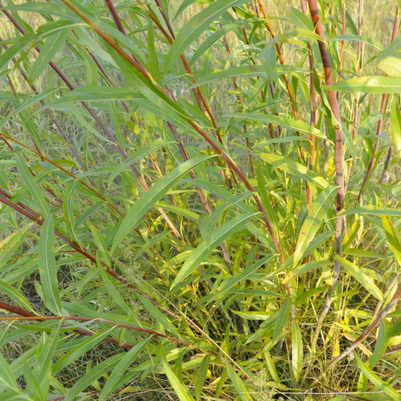 Ива остролистная / Верба / Краснотал 60-80 см