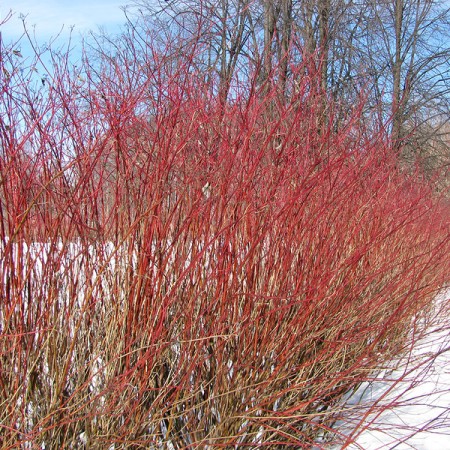 Ива остролистная / Верба / Краснотал 60-80 см