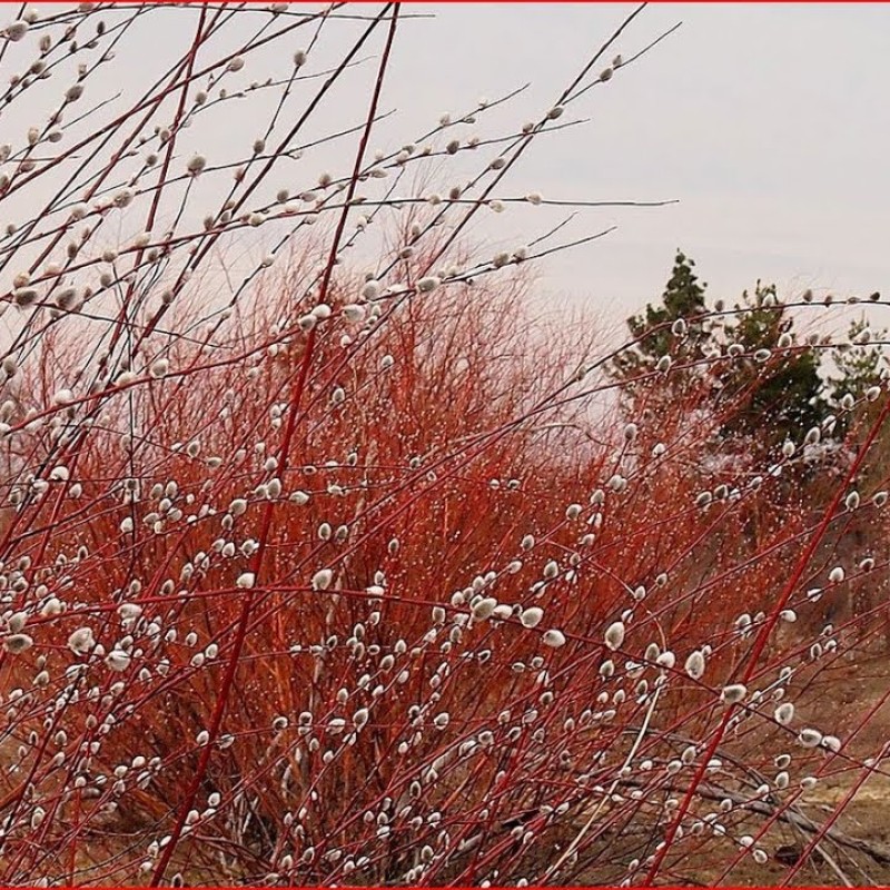 Ива остролистная / Верба / Краснотал 60-80 см