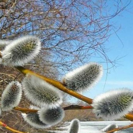 Ива остролистная / Верба / Краснотал 60-80 см