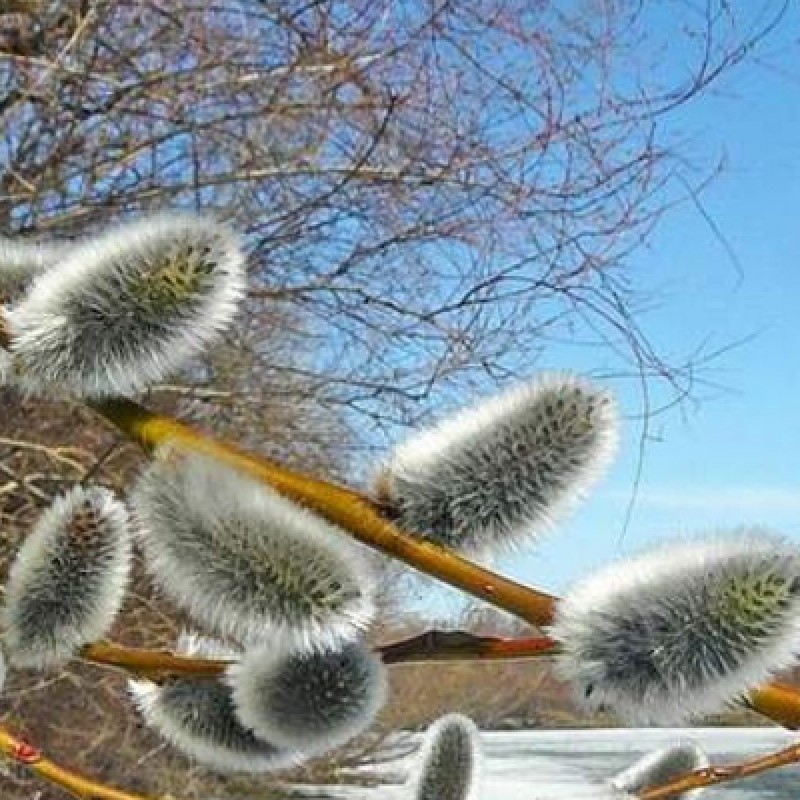 Ива остролистная / Верба / Краснотал 60-80 см