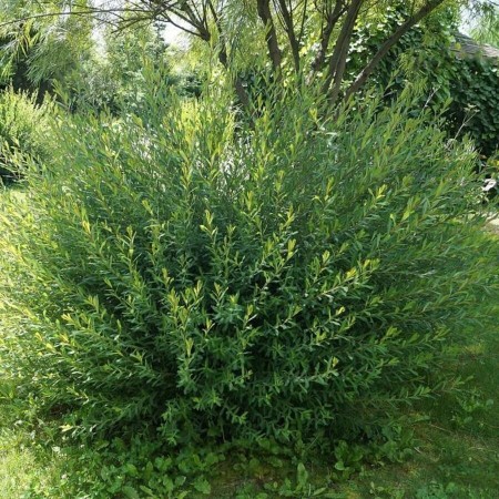 Ива пурпурная Маяк 40-60 см