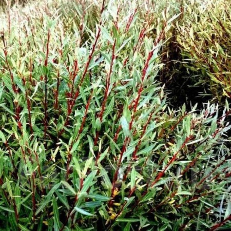 Ива пурпурная Маяк 40-60 см