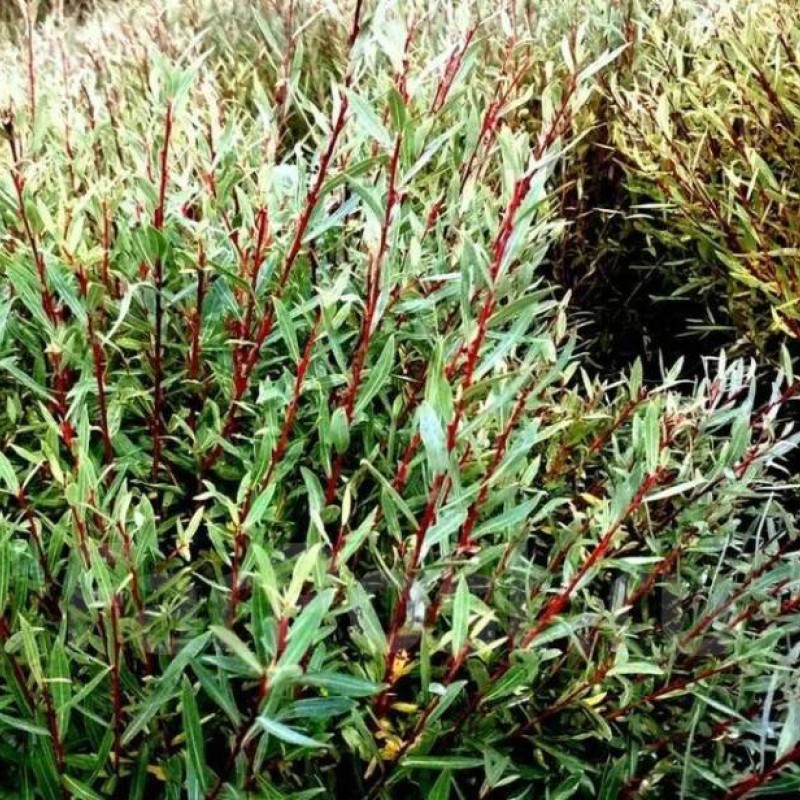 Ива пурпурная Маяк 40-60 см