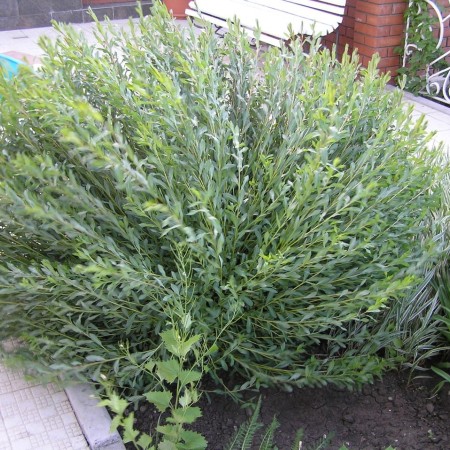 Ива пурпурная Маяк 40-60 см