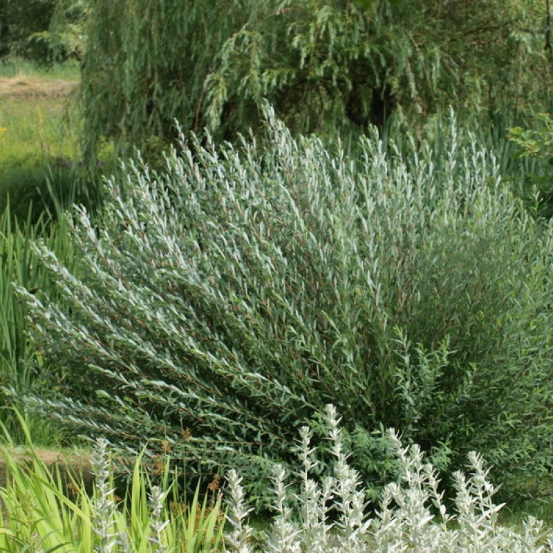 Ива пурпурная Маяк 40-60 см