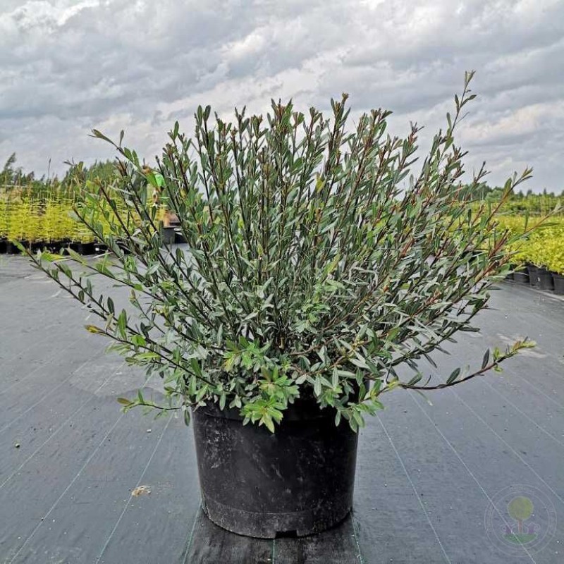 Ива пурпурная Маяк 40-60 см