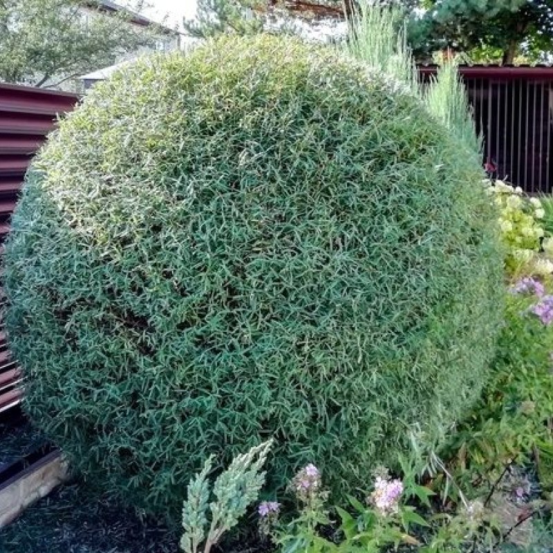 Ива пурпурная Нана