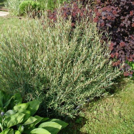 Ива пурпурная Нана