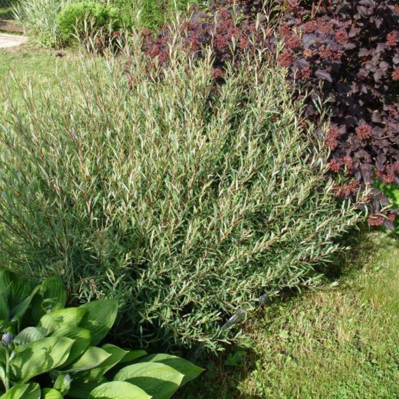 Ива пурпурная Нана