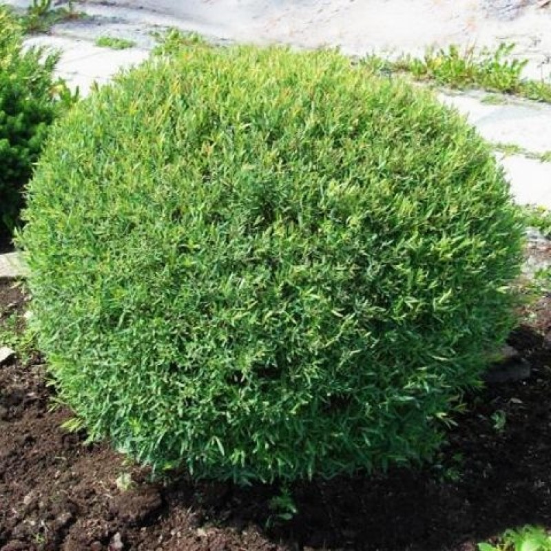 Ива пурпурная Нана