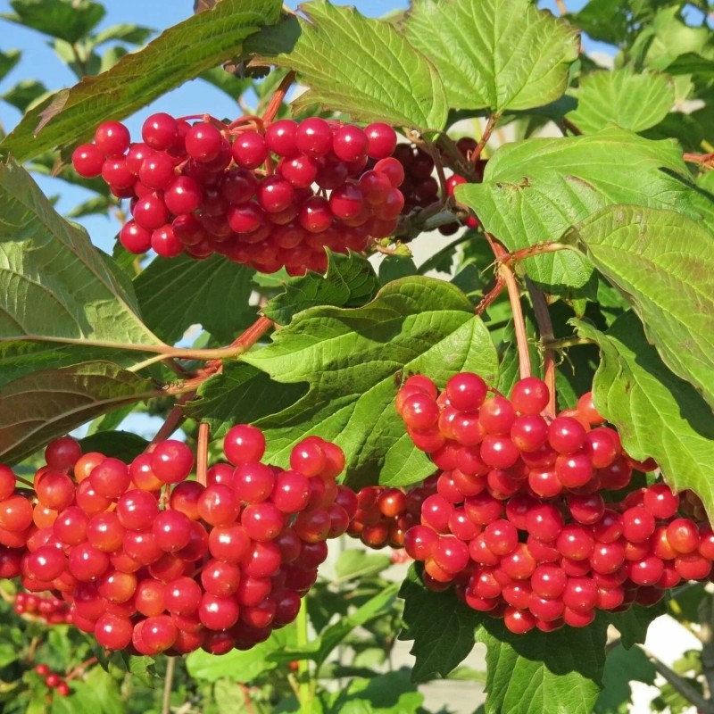 Калина красная обыкновенная 20-40 см
