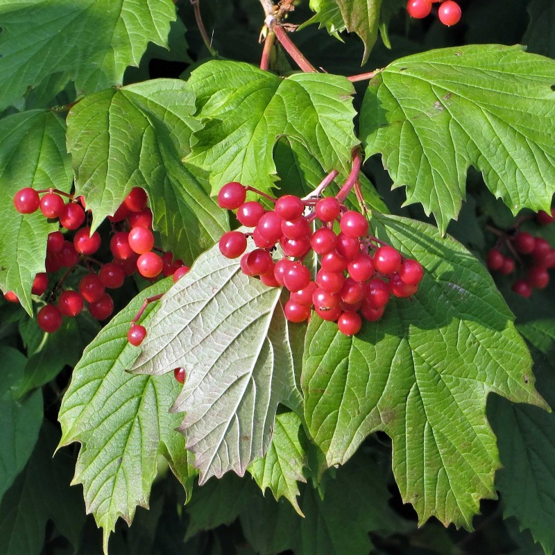 Калина красная обыкновенная 20-40 см