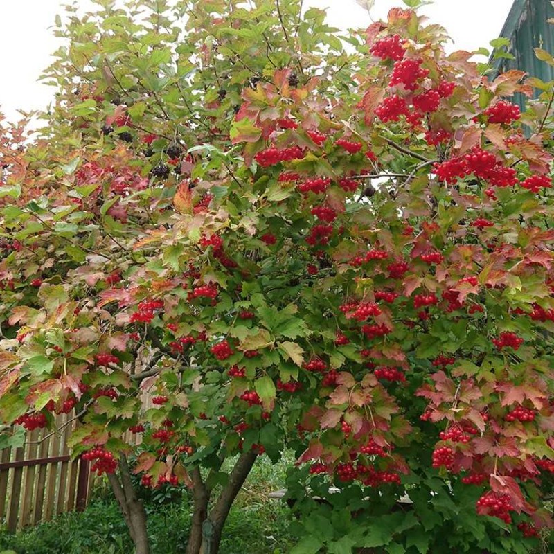 Калина красная обыкновенная 20-40 см