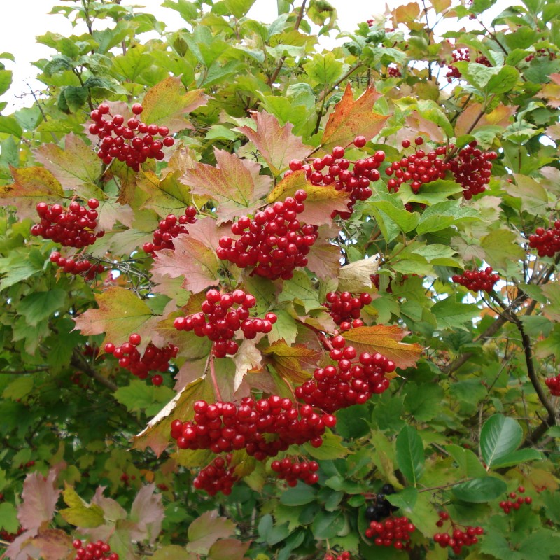 Калина красная обыкновенная 20-40 см