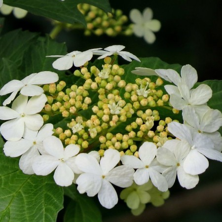 Калина красная обыкновенная 20-40 см