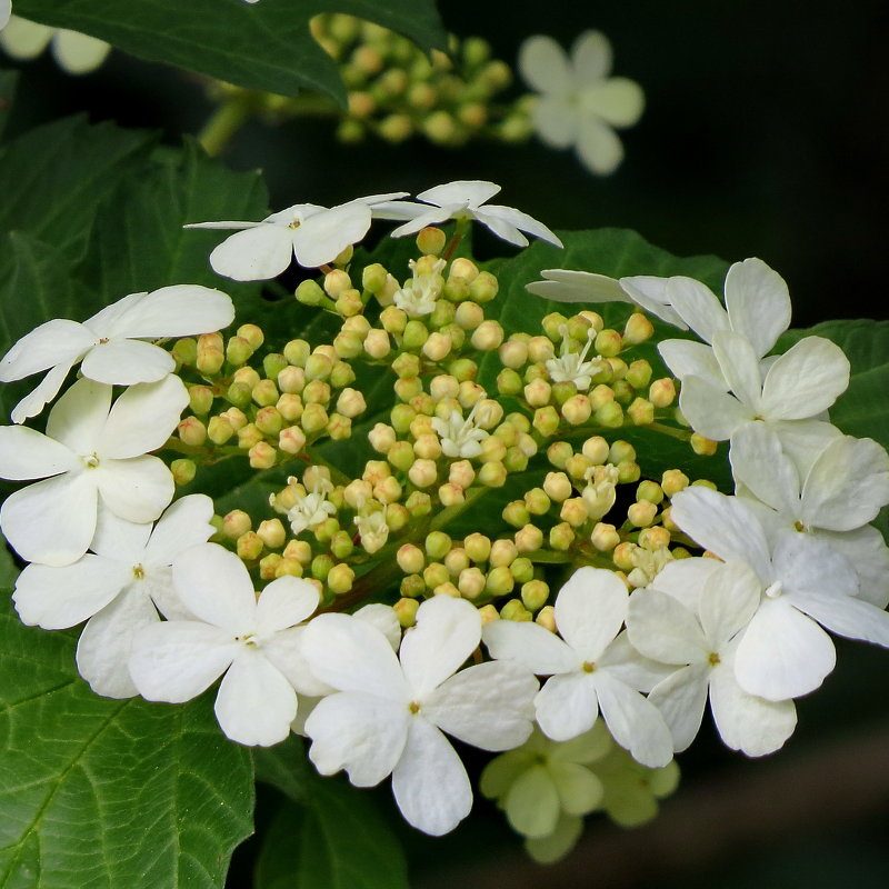 Калина красная обыкновенная 20-40 см