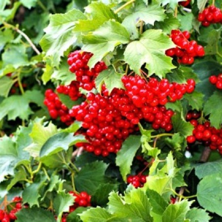 Калина красная обыкновенная 20-40 см