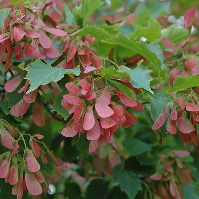 Клен Гиннала (приречный) 1-1,5 м