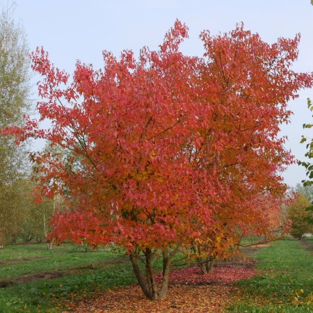 Клен Гиннала (приречный) 1-1,5 м