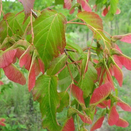 Клен Гиннала (приречный) 1-1,5 м