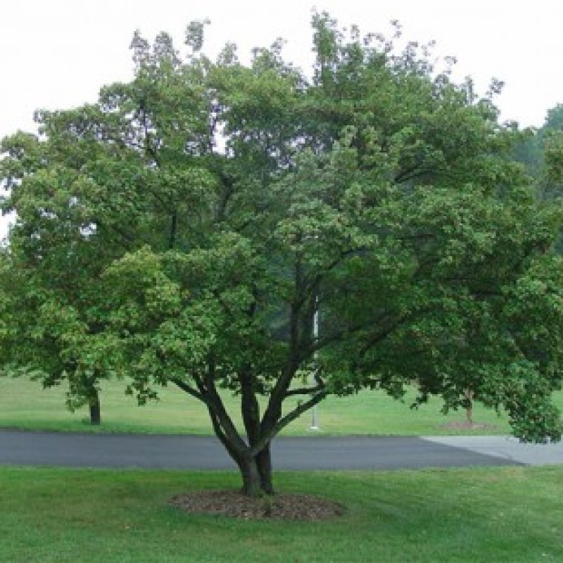 Клен Гиннала (приречный) 1-1,5 м