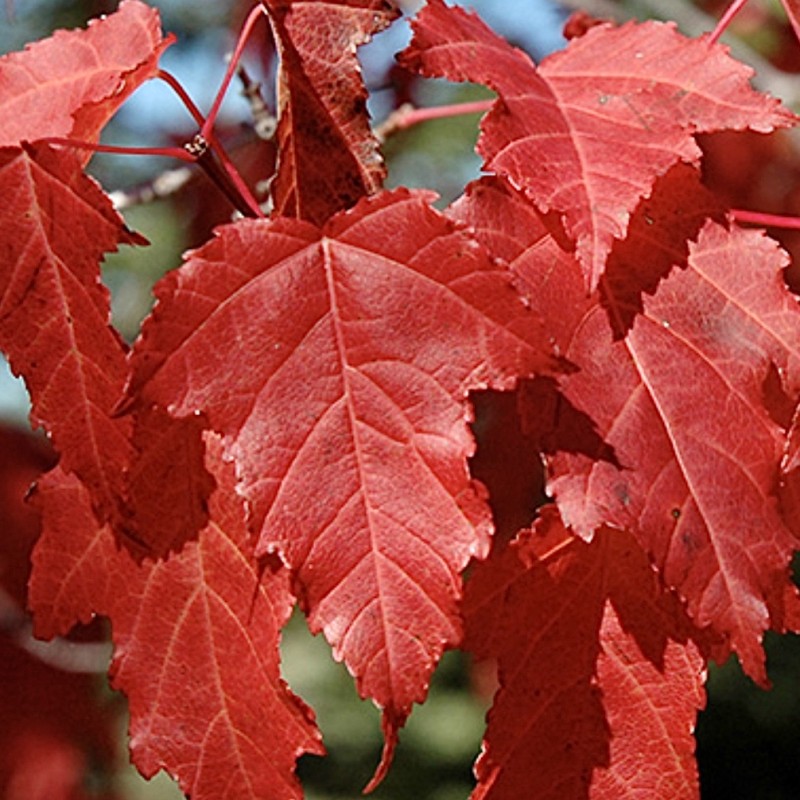 Клен Гиннала (приречный) 1-1,5 м