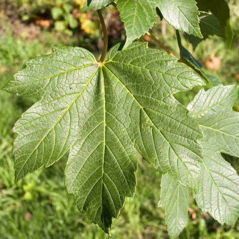 Клен ложноплатановый (белый, Явор)