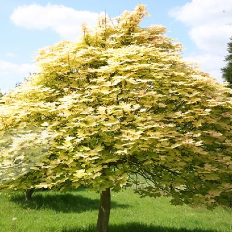 Клен ложноплатановый (белый, Явор)