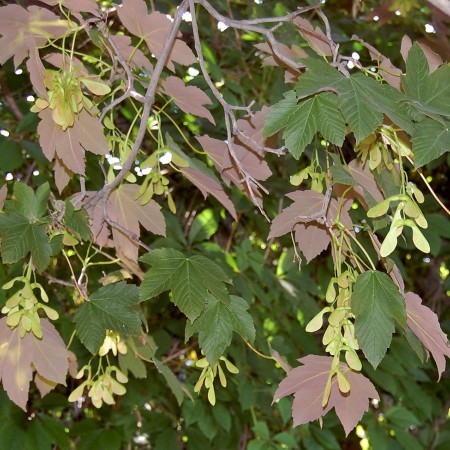 Клен ложноплатановый (белый, Явор)