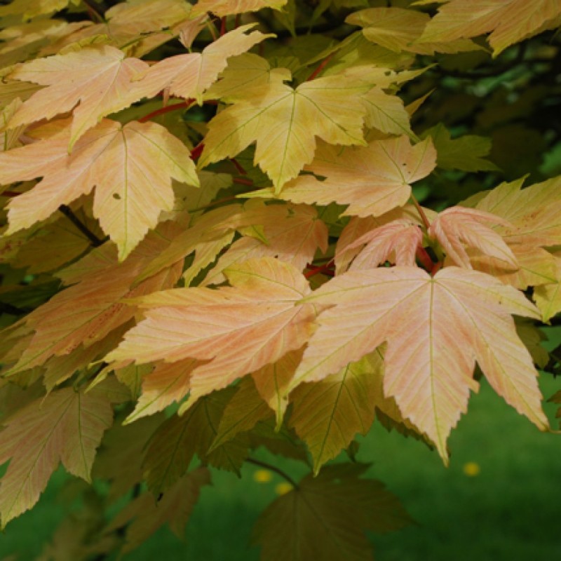 Клен ложноплатановый (белый, Явор)