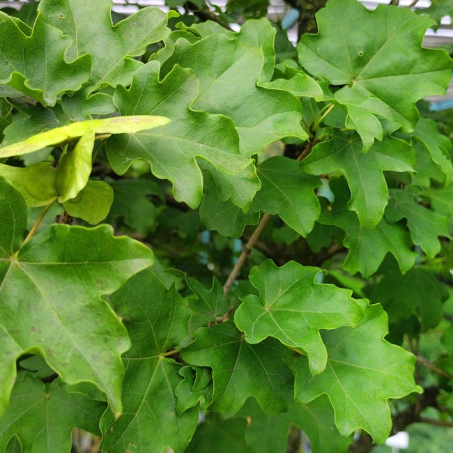 Клен полевой  80-100 см