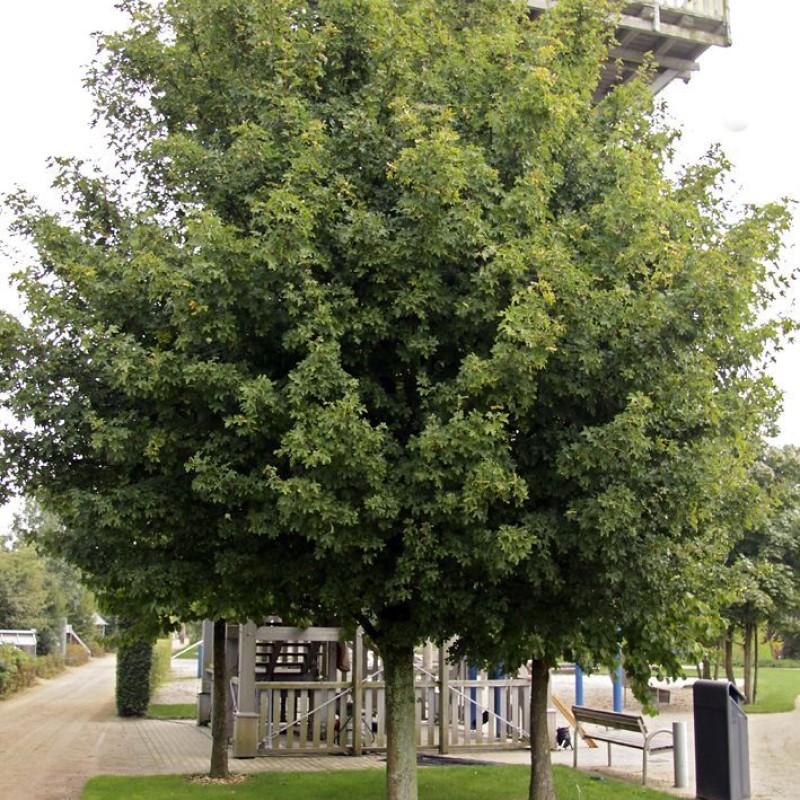 Клен полевой  80-100 см