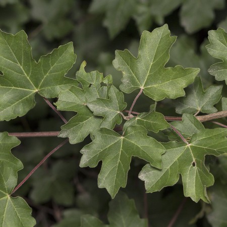 Клен полевой  80-100 см