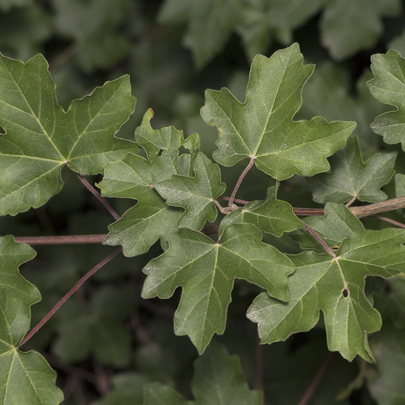 Клен полевой  80-100 см