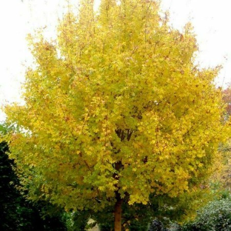 Клен полевой  80-100 см