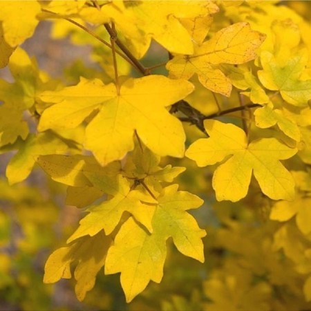 Клен полевой  80-100 см