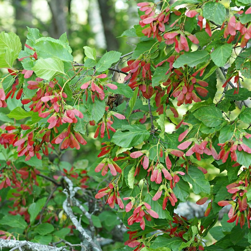 Клен Татарский