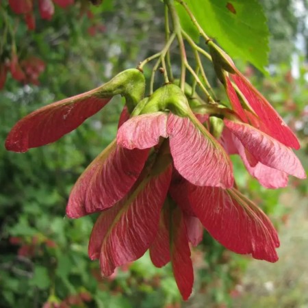 Клен Татарский