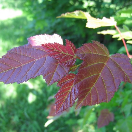 Клен Татарский