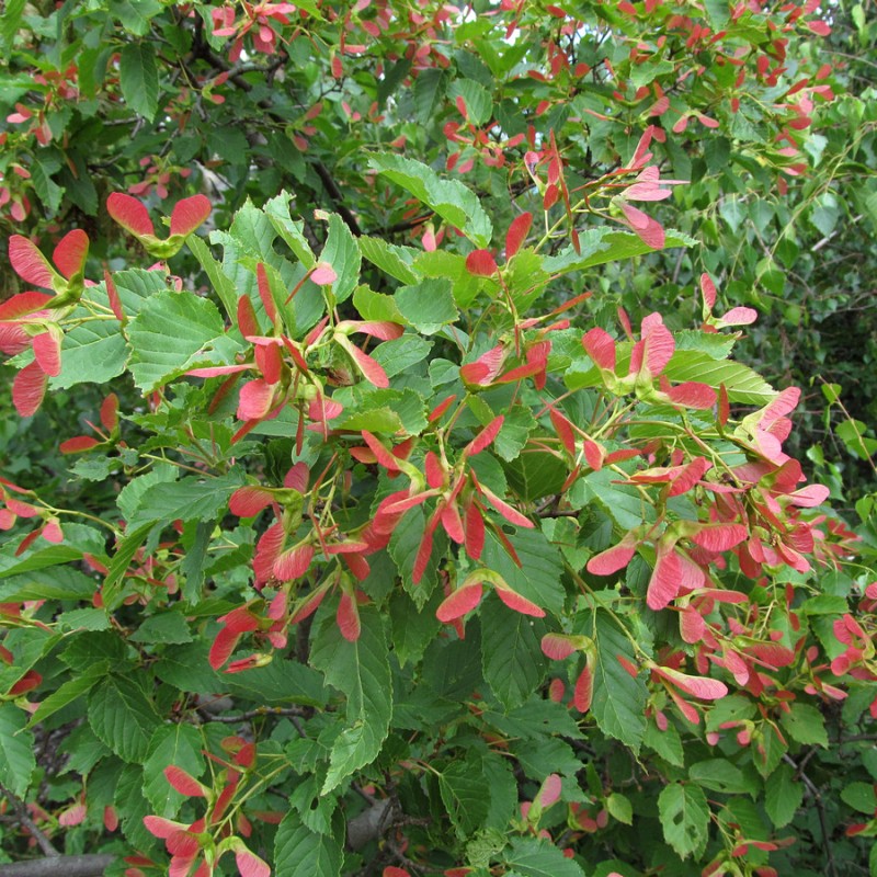 Клен Татарский