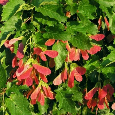 Клен Татарский