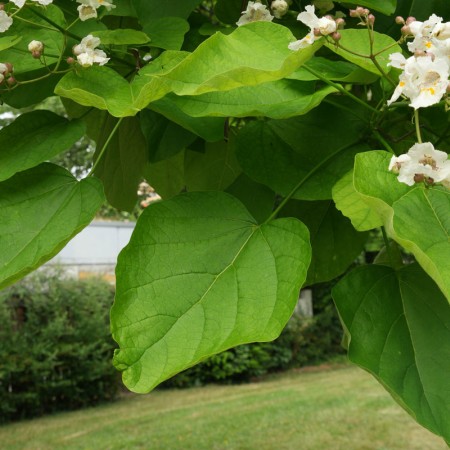 Катальпа бигнониевидная 100-120 см