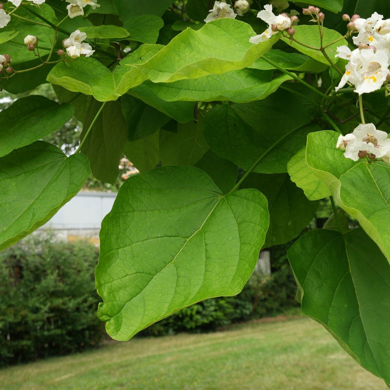 Катальпа бигнониевидная 100-120 см