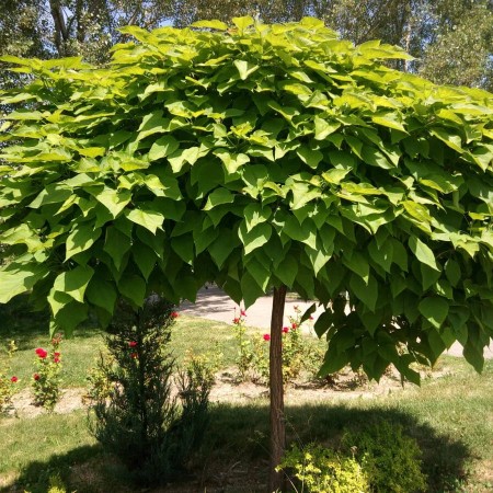 Катальпа бигнониевидная 100-120 см