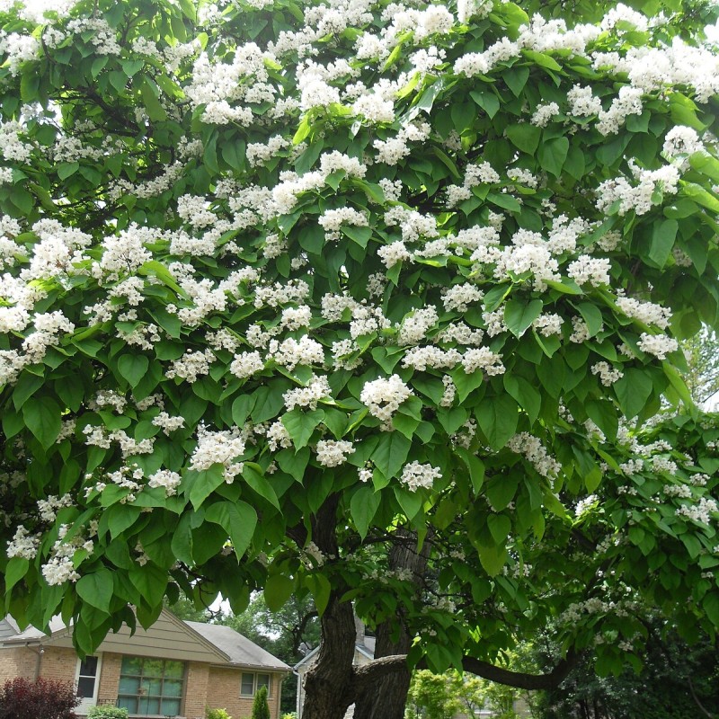 Катальпа бигнониевидная 100-120 см