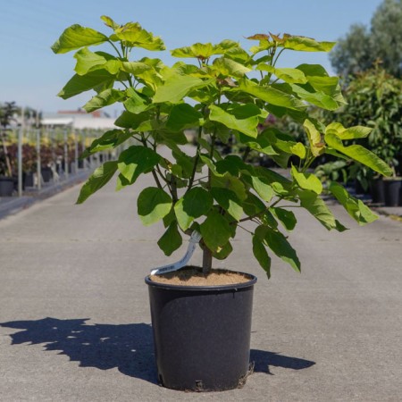 Катальпа бигнониевидная 100-120 см