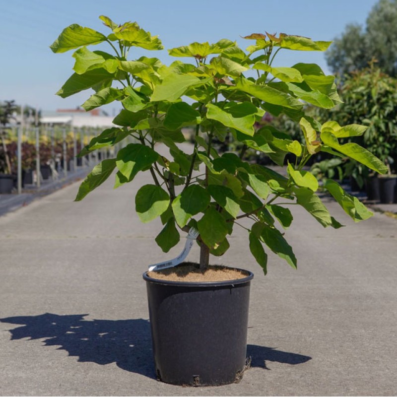 Катальпа бигнониевидная 100-120 см