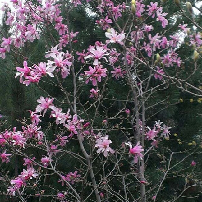 Магнолия Звезчатая